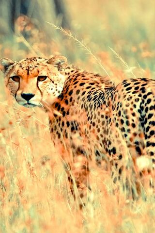 The Swift Shadow: Nature's Speedster 🐆✨