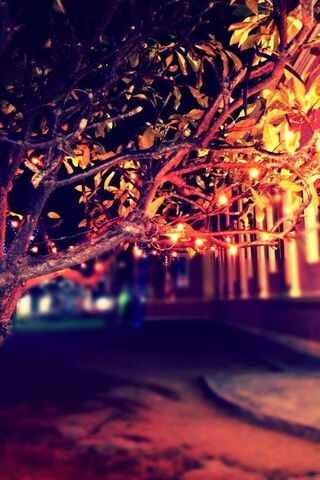 Twinkling Night: A Tree..