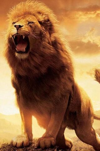 vua sư tử