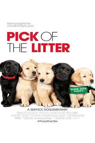 Paws of Promise: The Journey Begins 🐾