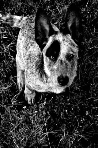 Wil the Adventurous Pup 🐾