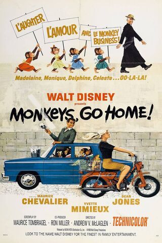 Phoneky Monkeys Hd خلفيات