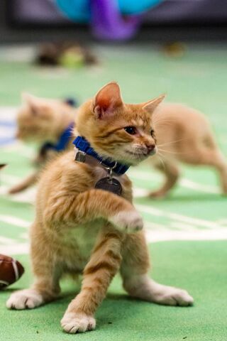 Feline Frenzy at the Puppy Bowl! 🐾