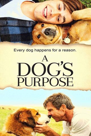 The Heartfelt Journey of a Loyal Companion 🐾❤️