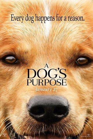 The Heartfelt Journey of a Loyal Companion 🐾❤️