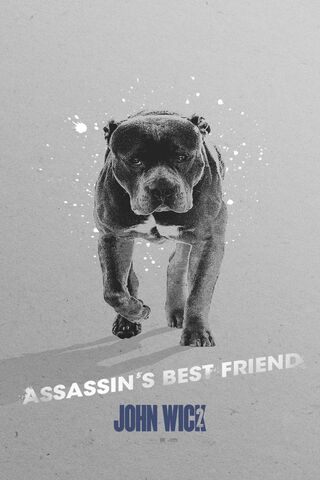 Loyal Guardian of the Shadows 🐾