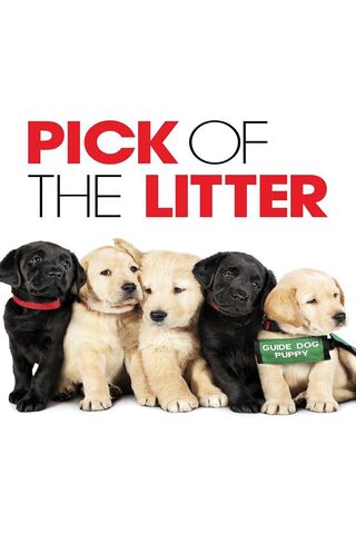 Pawsitively Adorable: The Future of Service