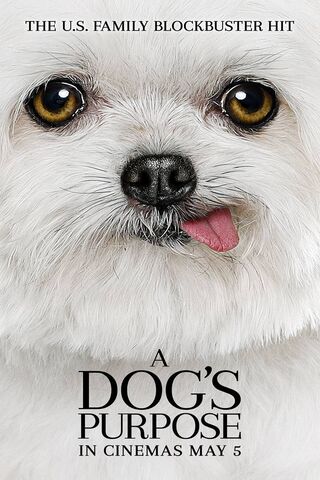 Maltese Magic: A Heartwarming Tale