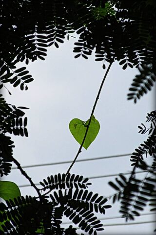 Nature's Love: A Heart in the Leaves 💚