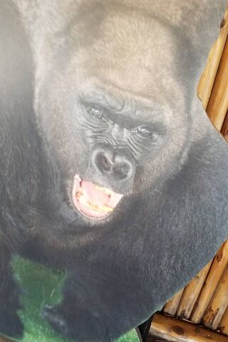 Mighty Mkx: The King of the Jungle 🦍