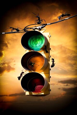 Ants at the Crossroads: A Dance of Order and Chaos