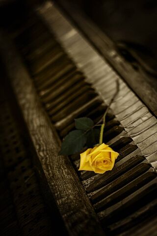Rose and Piano