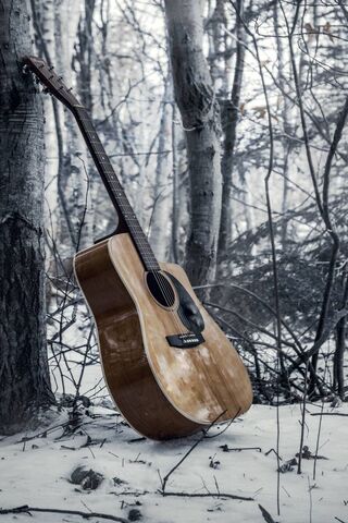 Whispers of the Woods: A Guitar's Solitude 🎶🌲