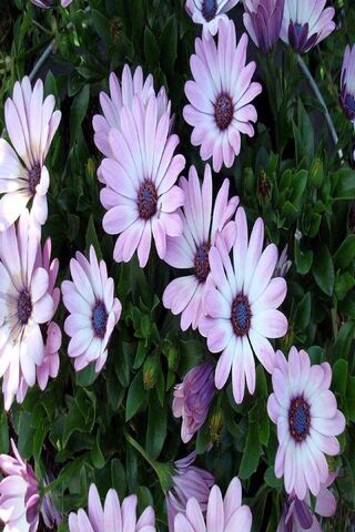 Светло-фиолетовые цветы