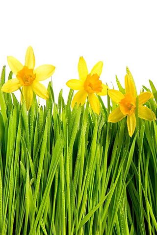 Golden Blooms of Spring 🌼🌱