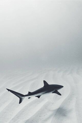Sleek Shadows of the Deep 🌊🦈