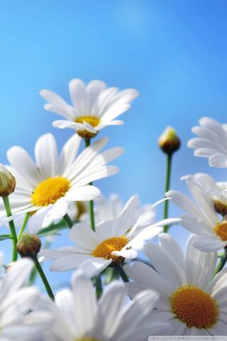 Daisy Delight: A Blooming Symphony 🌼✨