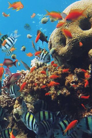 Vibrant Underwater Paradise 🌊🐠