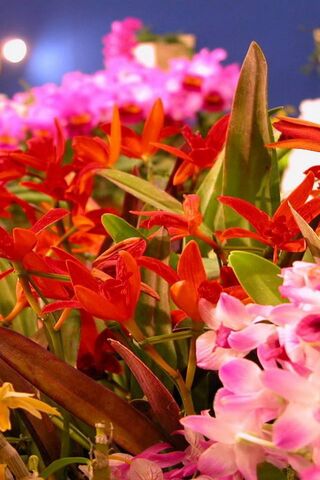 Blooming Wonders: A Colorful Floral Paradise 🌸🌼