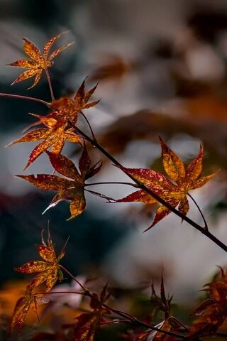 Whispers of Fall 🍂✨