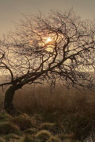 Whispers of the Dawn 🌅