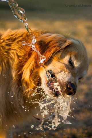A Splash of Joy: The Thirsty Pup