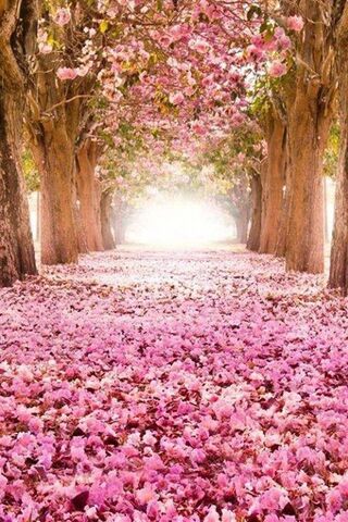 Pink Nature