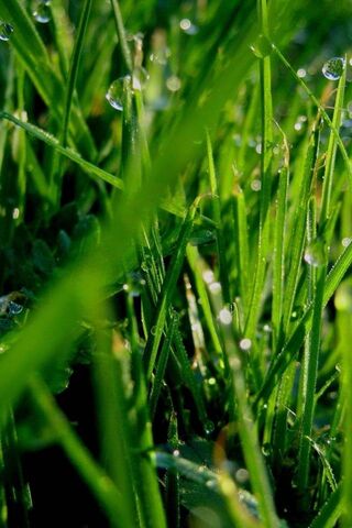 Morning Dew on Lush Grass 🌿✨