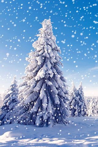 Enchanted Winter Wonderland ❄️🌲