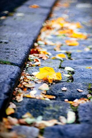 Golden Leaves on a Sere..
