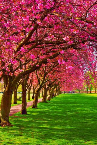 Blossoms of Spring Park..