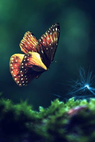 Butterfly
