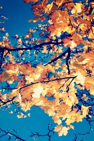 Golden Canopy of Autumn 🍂✨