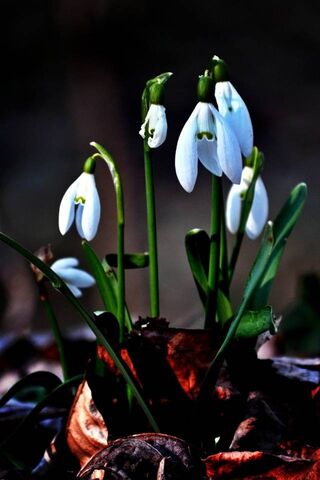 Whispers of Winter: The Snowdrop Awakens ❄️🌼
