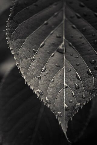 Nature's Elegance: The Beauty of Leaves 🍃✨