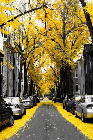 Golden Pathway: A Stroll Down Yellow Avenue 🌟🍂