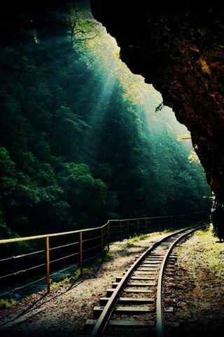 Forest Tracks