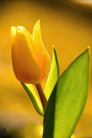 Featured image of post Kuning Tulip Wallpaper Tulip wallpaper pack 6 walls in 1280x1024 dimension