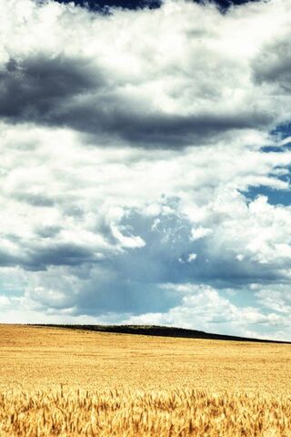 Golden Waves Under a Cloudy Sky 🌾☁️