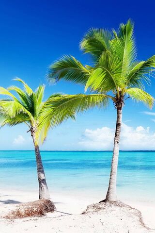 Tropical Serenity: A Day at the Palms 🌴☀️
