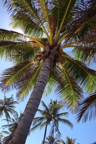 Tropical Serenity: The Majestic Palmtree 🌴✨