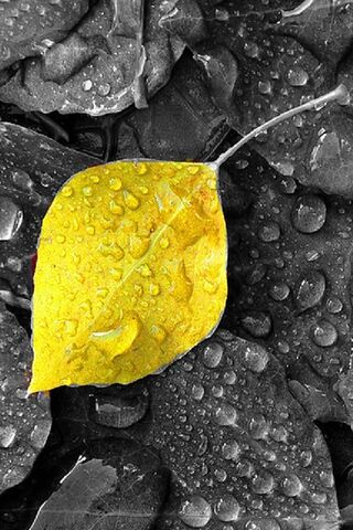 Golden Resilience: A Leaf's Journey