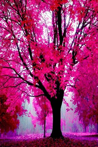 Pink Autumn Tree