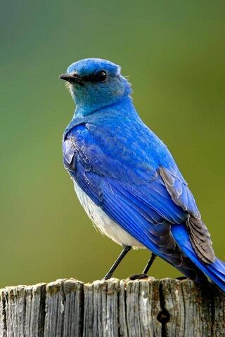 The Enchanting Bluebird: Nature's Gem 🐦💙