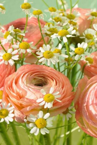 Buttercup Bliss: A Floral Delight 🌼✨