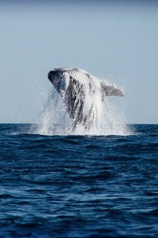 Majestic Leap: The Whale's Dance 🌊🐋