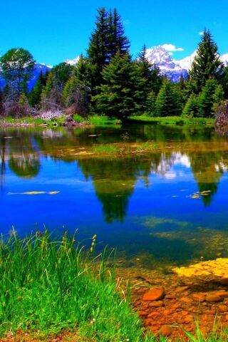 Serenity by the Water 🌲💧