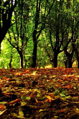 Whispers of Autumn: Nature's Canvas 🍂🌳