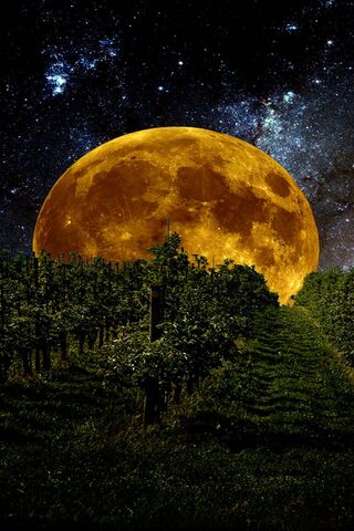 Journey to the Celestial Harvest 🌕✨