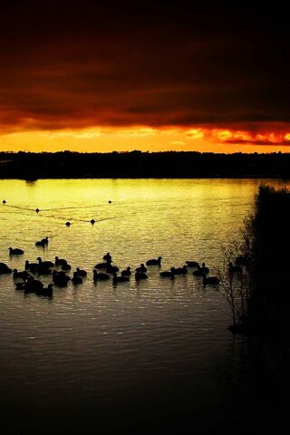 Twilight Serenity: The Darknight Reflection 🌅🦆